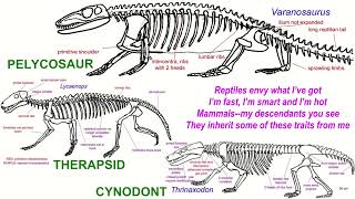 MAMMAL ANCESTOR song [upl. by Bullen]