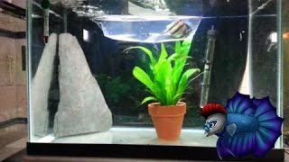 Angelfish Breeding Tank Setup [upl. by Neellok953]