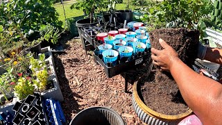 UPOTTING WILD BLACKBERRY BUSH [upl. by Munson]