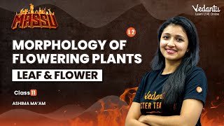 Morphology of flowering plants  L2  Root stem Leaf  Class 11 Biology Ashima Mam  Vedantu [upl. by Naivad100]