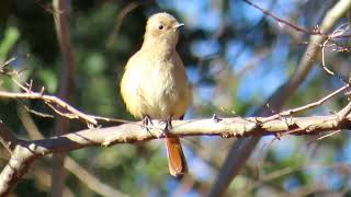 ルリビタキ3小宮公園Redflanked Bluetail4K [upl. by Haman]