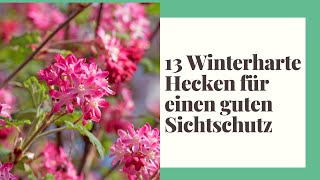 13 Winterharte Hecken für einen guten Sichtschutz [upl. by Coveney]