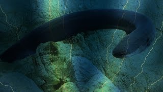 Electric eel uses highvoltage shocks to locate and stun preyVanderbilt research [upl. by Georgena]