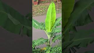 Unfurling of SUY or tender banana leaf सूय like a spacecraft solar panel in 24 hours [upl. by Namielus]