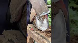 Great hoof trimming video extremely comfortable丨ASMR丨Donkey hoof cutting sound [upl. by Leon]