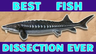 BEST Fish Dissection White Sturgeon Fish Anatomy Cartilaginous Fish Ichthyology Black Caviar [upl. by Seem]