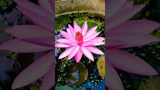 Nightbloomer pink waterlilly waterplants nature flowers [upl. by Nitnert]