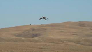 Falconry Grouse Hawking with a Gyrfalcon [upl. by Etnovahs]