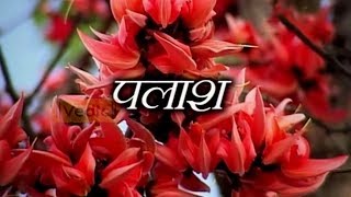 Health Benefits of Palash Tree  Acharya Balkrishna [upl. by Etnomal]