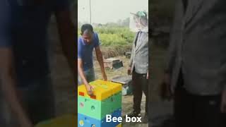 beebox bee chinabox honey honeybee shortsvideo shortvideo agriculture apiculture [upl. by Aynotan]