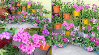 phlox flowering plants for hanging baskets General care [upl. by Eirdua977]