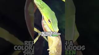 Boomslang Africas Most Poisonous Exotic Tree Snake [upl. by Uhthna49]