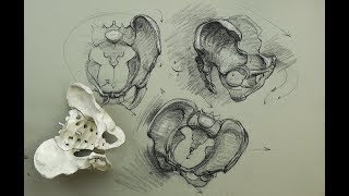 ANATOMY FOR ARTISTS The PelvisConstructions and general parts to know for drawing [upl. by Ahsekal821]