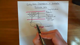 The Cerebellum and Motor Learning Part 1 [upl. by Tnarg]