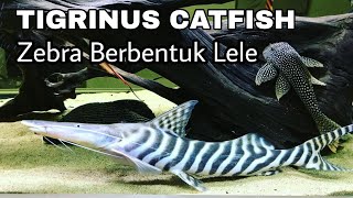 TIGRINUS CATFISH SI LELE UNIK BERKULIT ZEBRA [upl. by Felske]