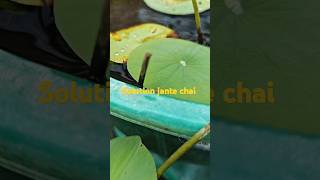 Solution janale khub khusi hobo 👍👍👍👍 youtube gardening solution lotus ytshortsvideo [upl. by Enelyt]