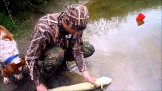 Giant longfin Eel New Zealand tonic immobility [upl. by Semreh]