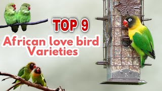 Top 9 african Love birds Beginners Guide for Lovebirds  Names and Identification of lovebirds [upl. by Clarhe]