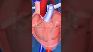 Heart healthy foods and tips food cancercausingfoods cancernutrition healthyfood [upl. by Ettenot]