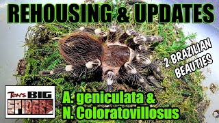 A Geniculata and N coloratovillosus Rehousing and Notes [upl. by Jewett980]