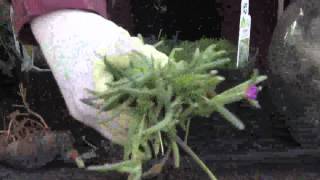 Gardening Tips  How to Use a Ground Cover in Your Yard or Garden [upl. by Nayarb]