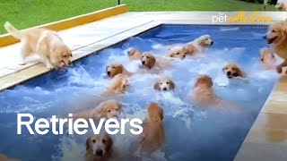 The Ultimate Funniest amp Cutest Golden Retriever Compilation 2021 [upl. by Anehsuc]