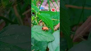 Beetle resting on leaf 🍃 after doing lots of work 😂😁😂😁beetle naturephotography peace [upl. by Uy365]