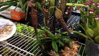 Repotting My Nepenthes Carnivorous Pitcher plant Nepenthes care and culture tips in the greenhouse [upl. by Louisette]