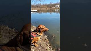 Listen Birds shorts seagulls Moewen dachshund dog ducks ducklings wildlife birds nature [upl. by Yebba]