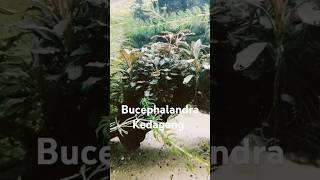 Bucephalandra Kedagang aquascape aquarium aquascaping bucephalandra bucephalandraplant plants [upl. by Adnuhser]