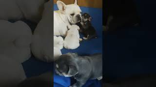 Cute frenchbulldog puppys and the mom  Cuki Franciabulldogok az az anyukájukkal frenchbulldog [upl. by Reggis]