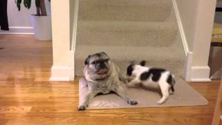 Baby Frenchie desparately wants to play with senior pug [upl. by Eduam]