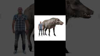 Das größte Schwein aller Zeiten urzeit tiere paleontology prehistoric biologie schweine [upl. by Emse300]