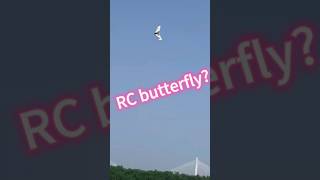 What happened to this rc plane rcplane rc flyingwing rccrash [upl. by Tarton629]