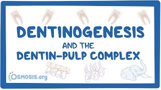 Dentinogenesis and the dentinpulp complex [upl. by Zilef]