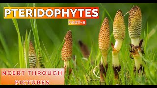 Plant kingdom 07 PTERIDOPHYTES Class11 CBSE NCERT NEET NCERT through pictures Part 2 [upl. by Nerraw]