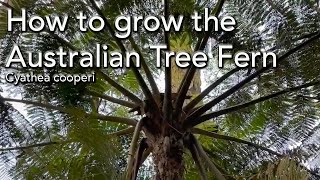 How to Grow the Australian Tree Fern  Cyathea cooperi [upl. by Margarethe]