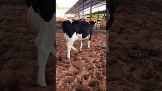 🔴 Vacas Lecheras HOLSTEIN ✅ [upl. by Tansey]