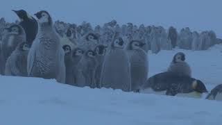 Emperor penguin Aptenodytes forsteri chicks huddled together in blizzard Antarctica [upl. by Schiro252]