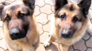 les trois chien de slimane azem [upl. by Eddy260]