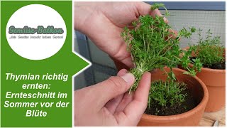 Thymian 🌿 richtig ernten Ernteschnitt ✂️ im Sommer ☀️ [upl. by January]