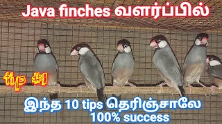 java finches 10 important Breeding tips breeding tips in tamil  java finches  Real Feathers [upl. by Linder]