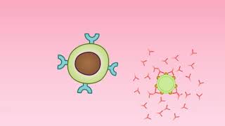 Animation 242 Production of antibodies [upl. by Ahgiel]