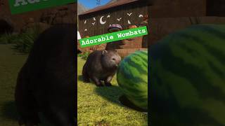 Adorable Wombats in Planet Zoo Console Edition planetzoo wombat cuteanimals [upl. by Dotty]