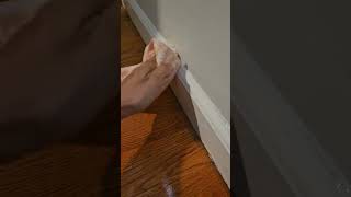 Baseboard Cleaning Hack cleaning shorts [upl. by Huttan]