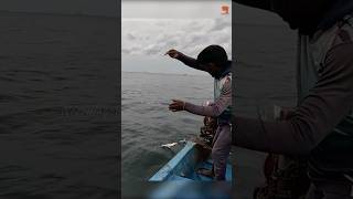 Catching Barracuda Fish Using Squid Pieces as Bait fishing fishingvideo oceanfishing [upl. by Areta337]