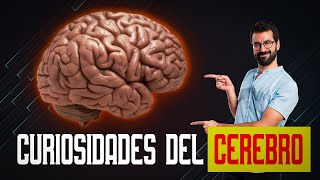 10 Datos Sorprendentes Sobre El Cerebro Humano Que No Sabías [upl. by Barny]