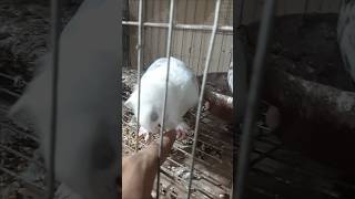 রাগন্বিত কবুতরAngry pigeon Shorts youtube shorts video [upl. by Icram]