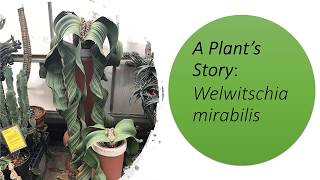 A Plants Story Welwitschia mirabilis [upl. by Menis]