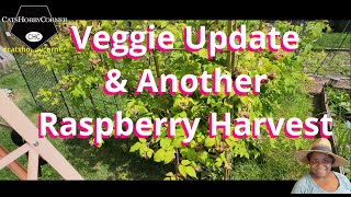 Raspberry Harvest and Garden Veggie Update  catshobbycorner [upl. by Ybbil994]